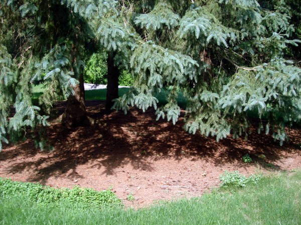 Large Pine Tree Play Area