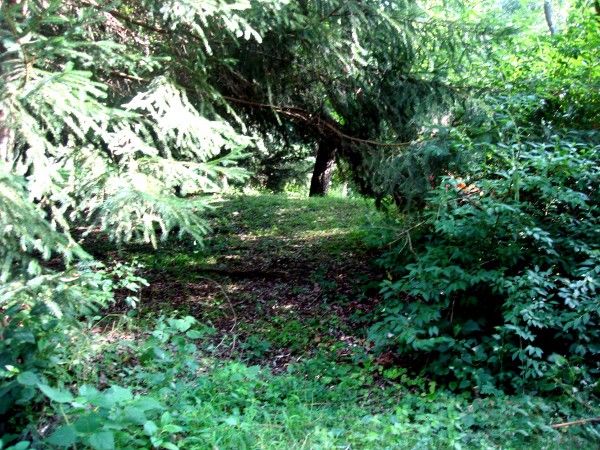 Tree Arches