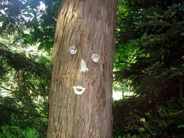 Tree Face